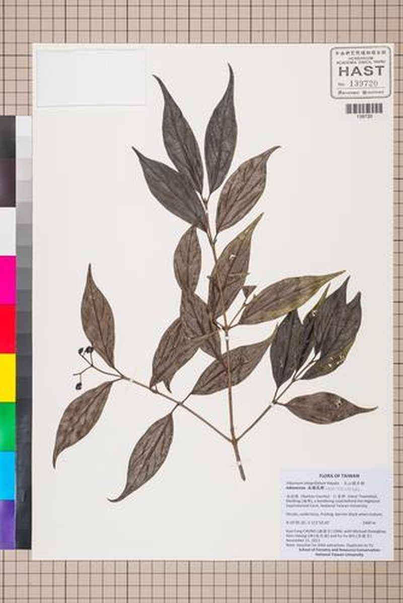 Viburnum hayatae photo 2