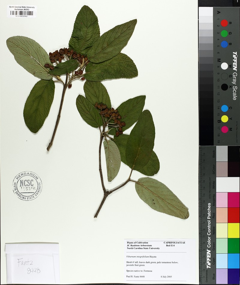 Viburnum hayatae photo 3