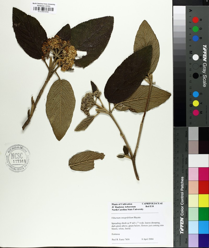 Viburnum hayatae photo 4