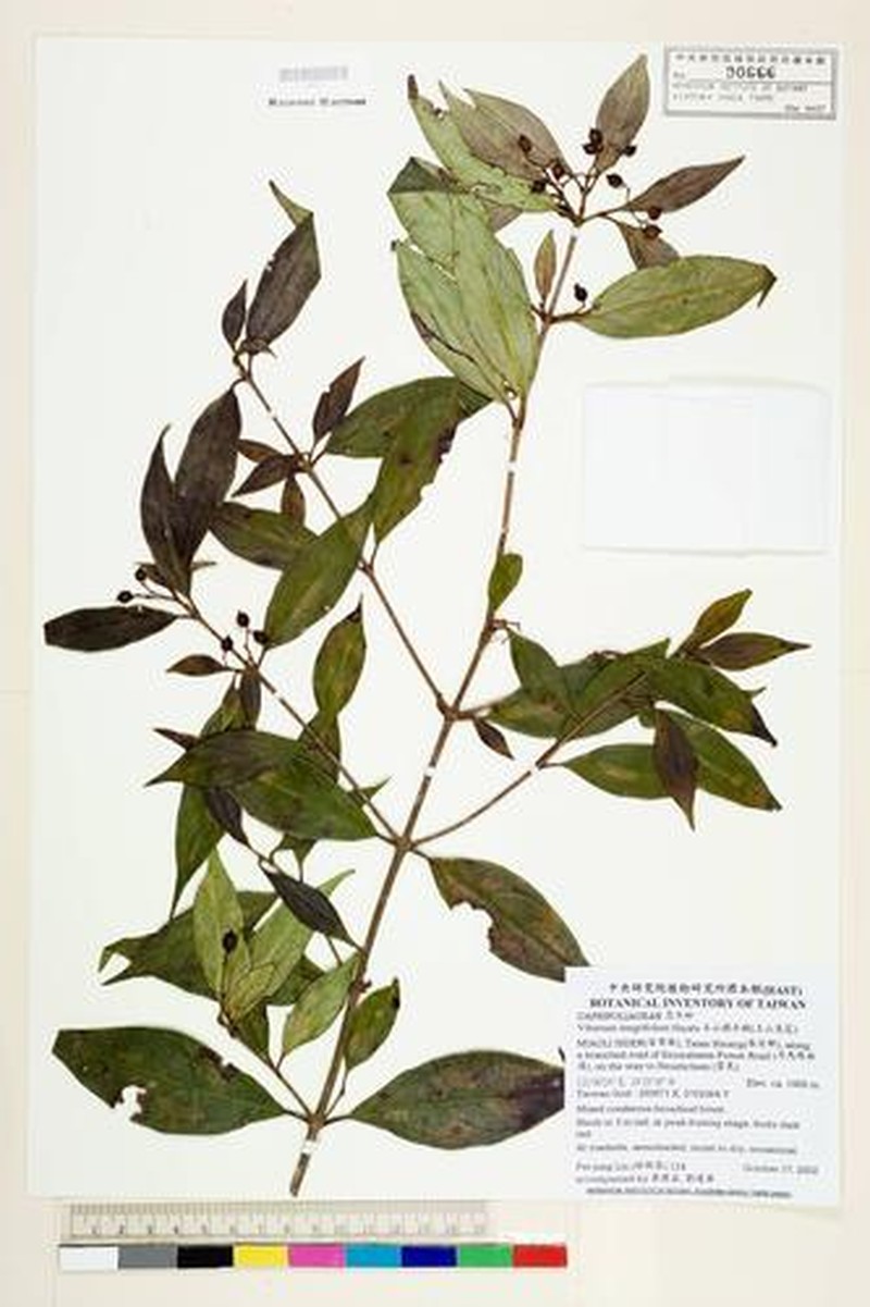 Viburnum hayatae photo 5