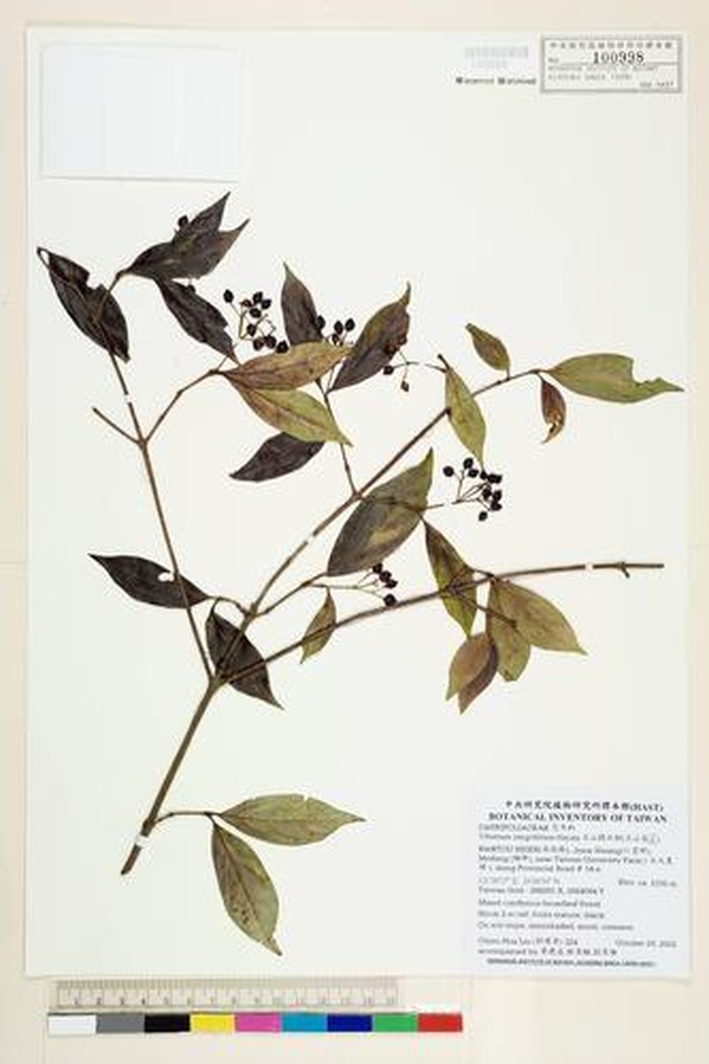 Viburnum hayatae photo 6