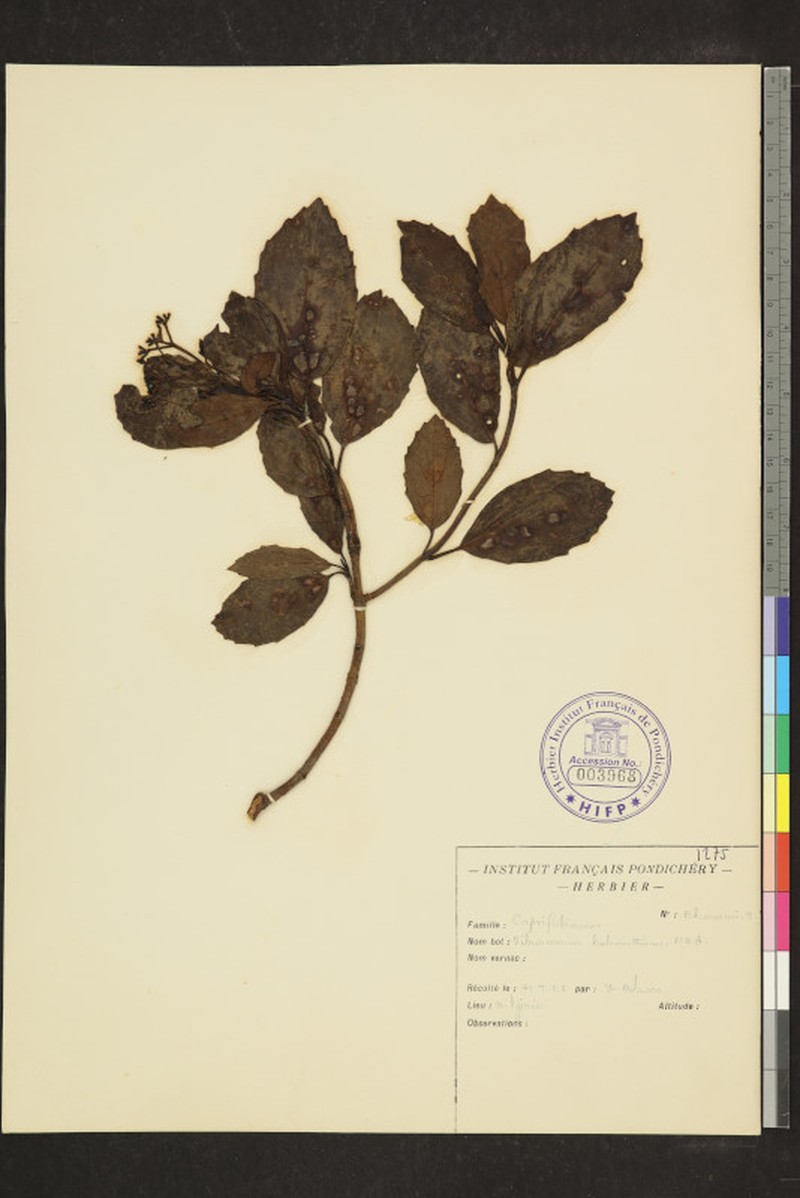 Viburnum hebanthum