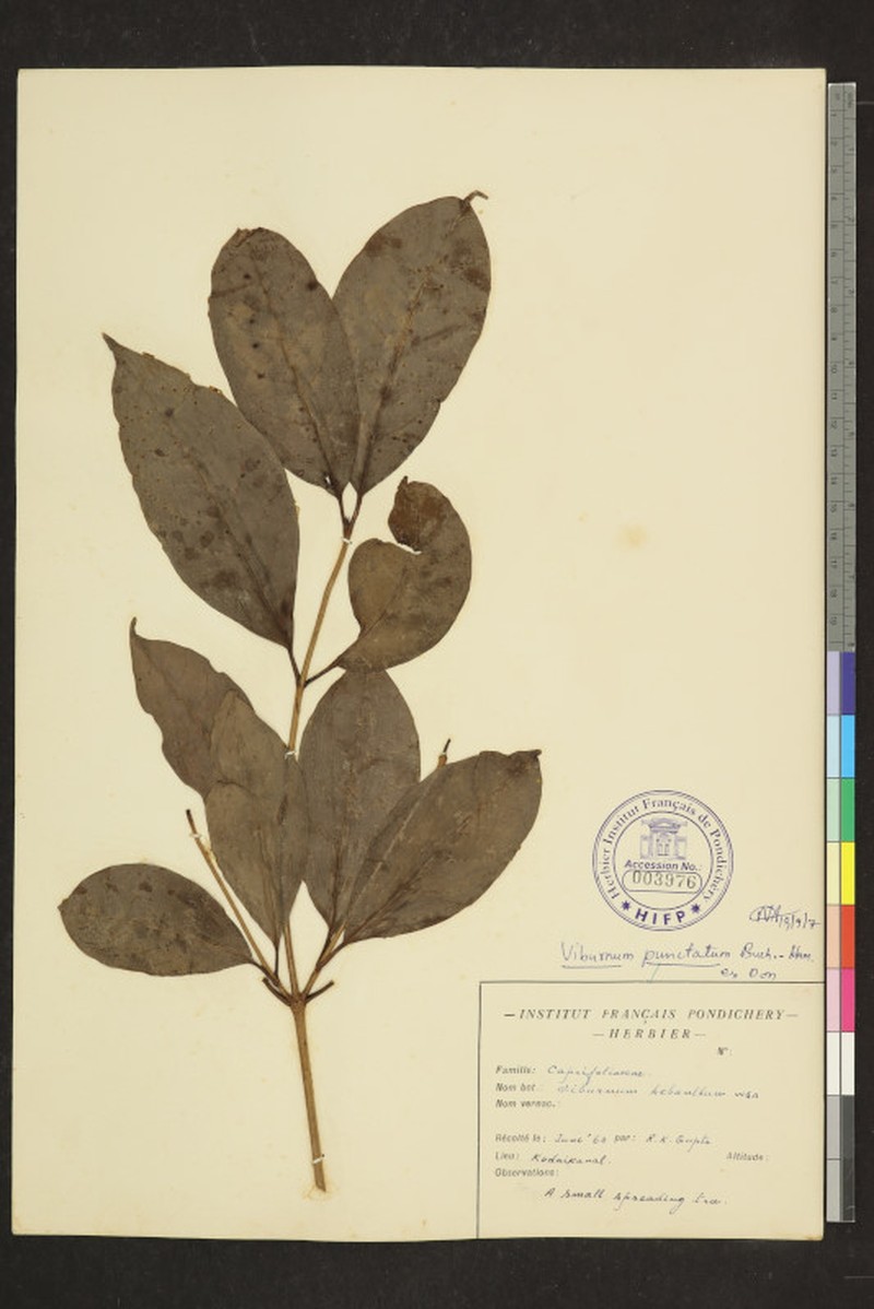 Viburnum hebanthum photo 2