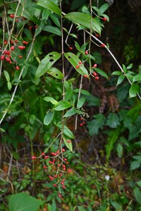 Viburnum henryi