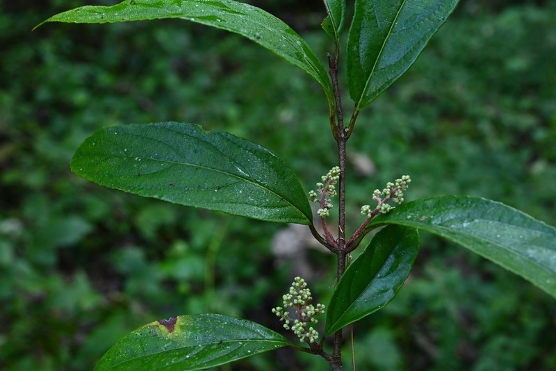Viburnum henryi photo 2