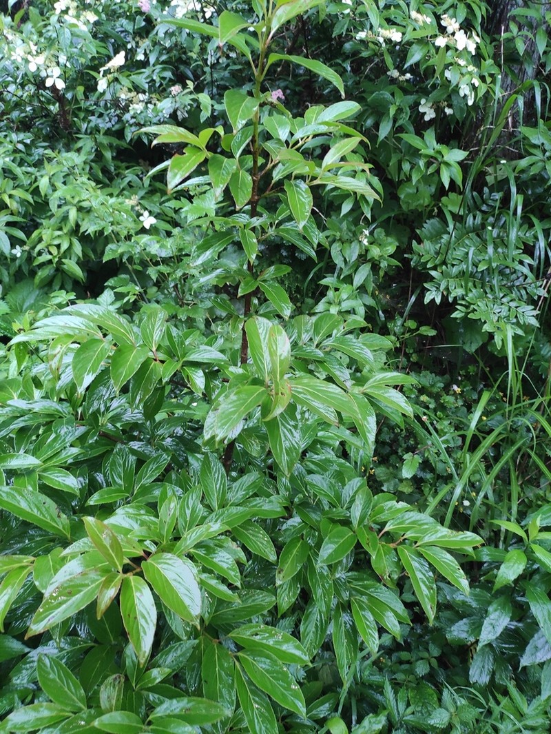 Viburnum henryi photo 4