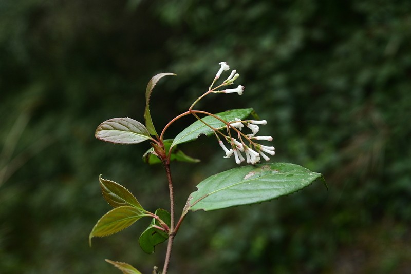 Viburnum henryi photo 5
