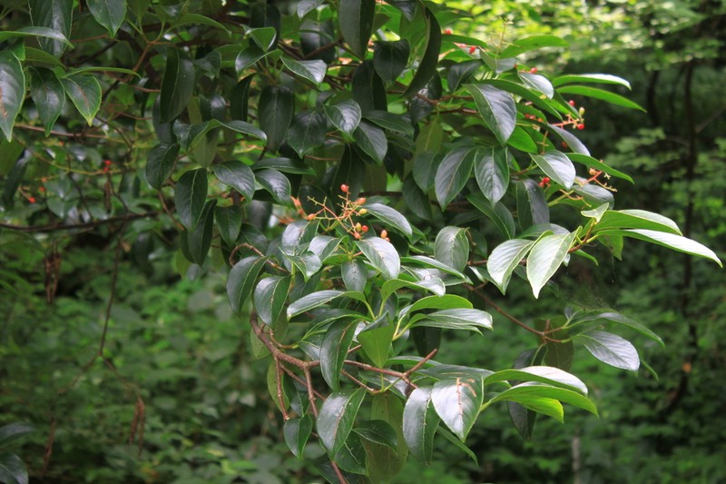 Viburnum henryi photo 6