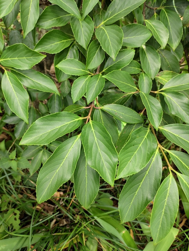 Viburnum henryi photo 7