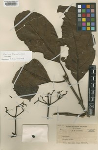 Viburnum hispidulum