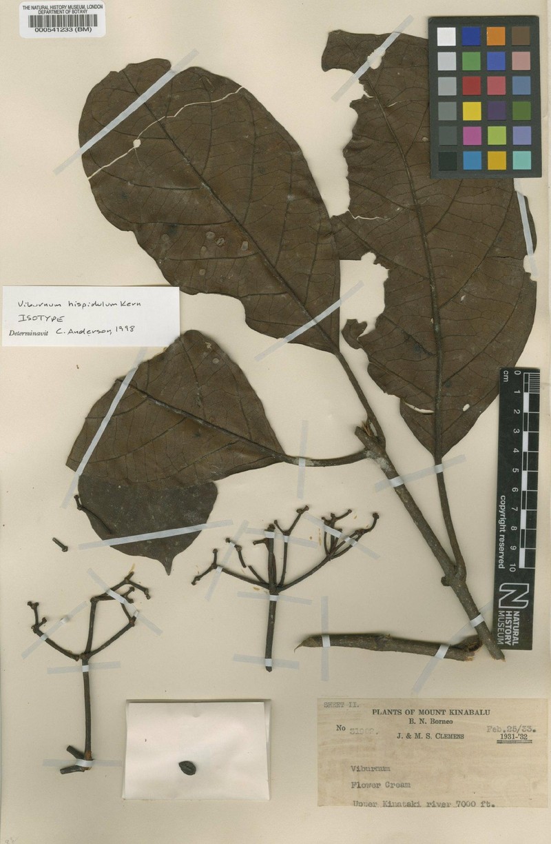 Viburnum hispidulum