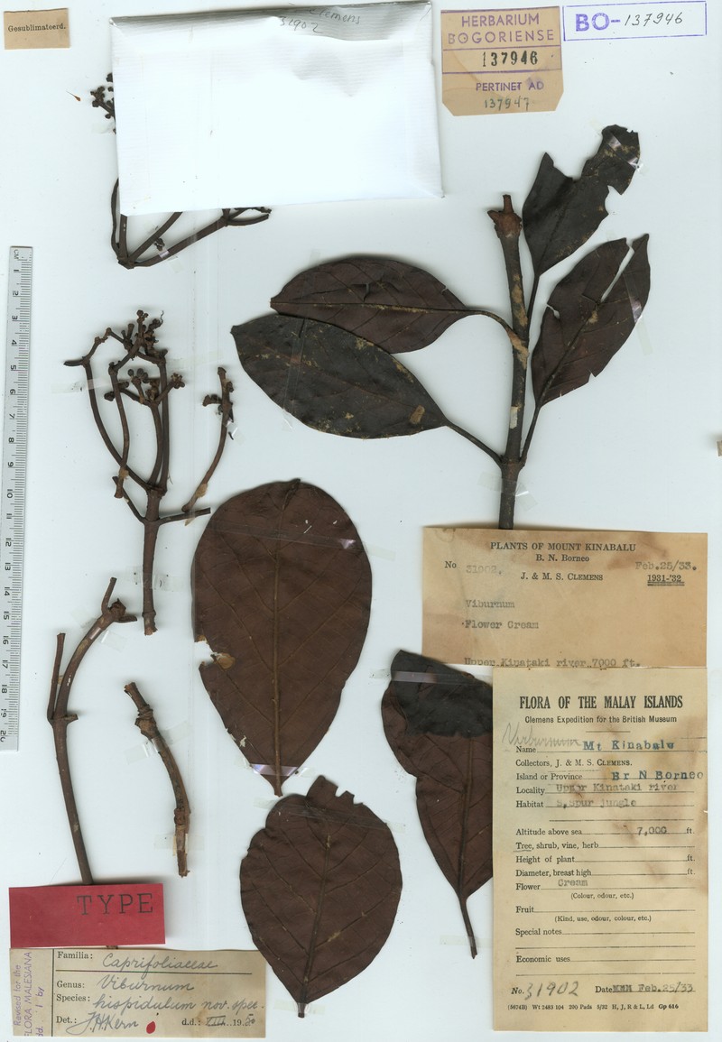 Viburnum hispidulum photo 2