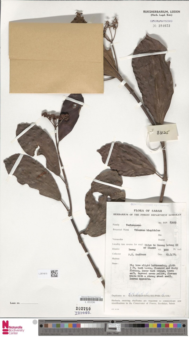 Viburnum hispidulum photo 3