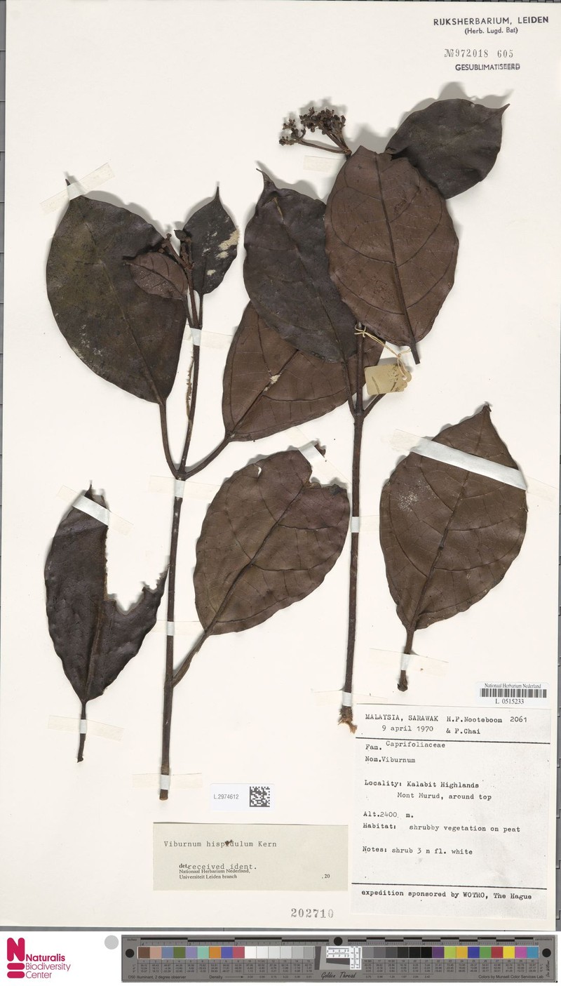 Viburnum hispidulum photo 4