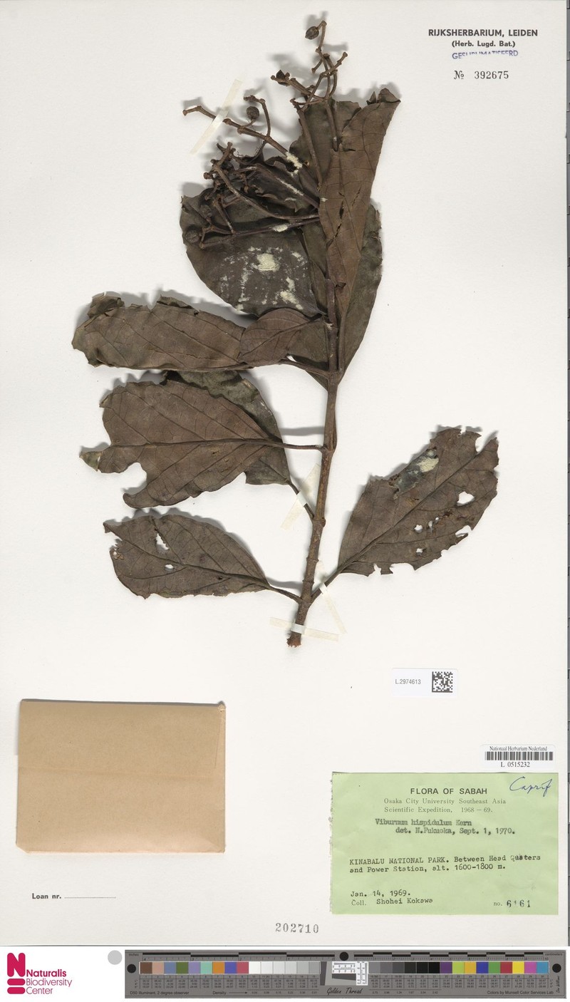 Viburnum hispidulum photo 5