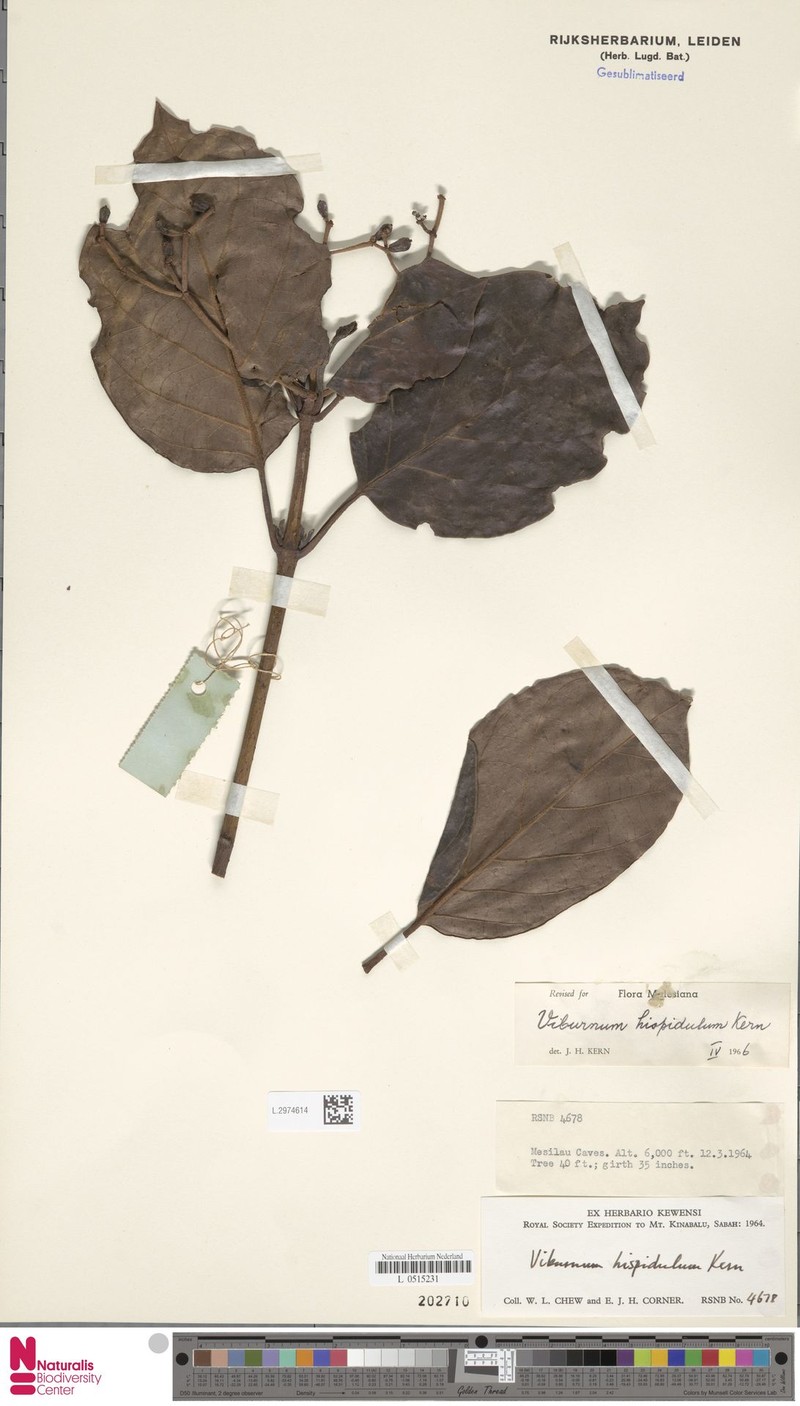 Viburnum hispidulum photo 6