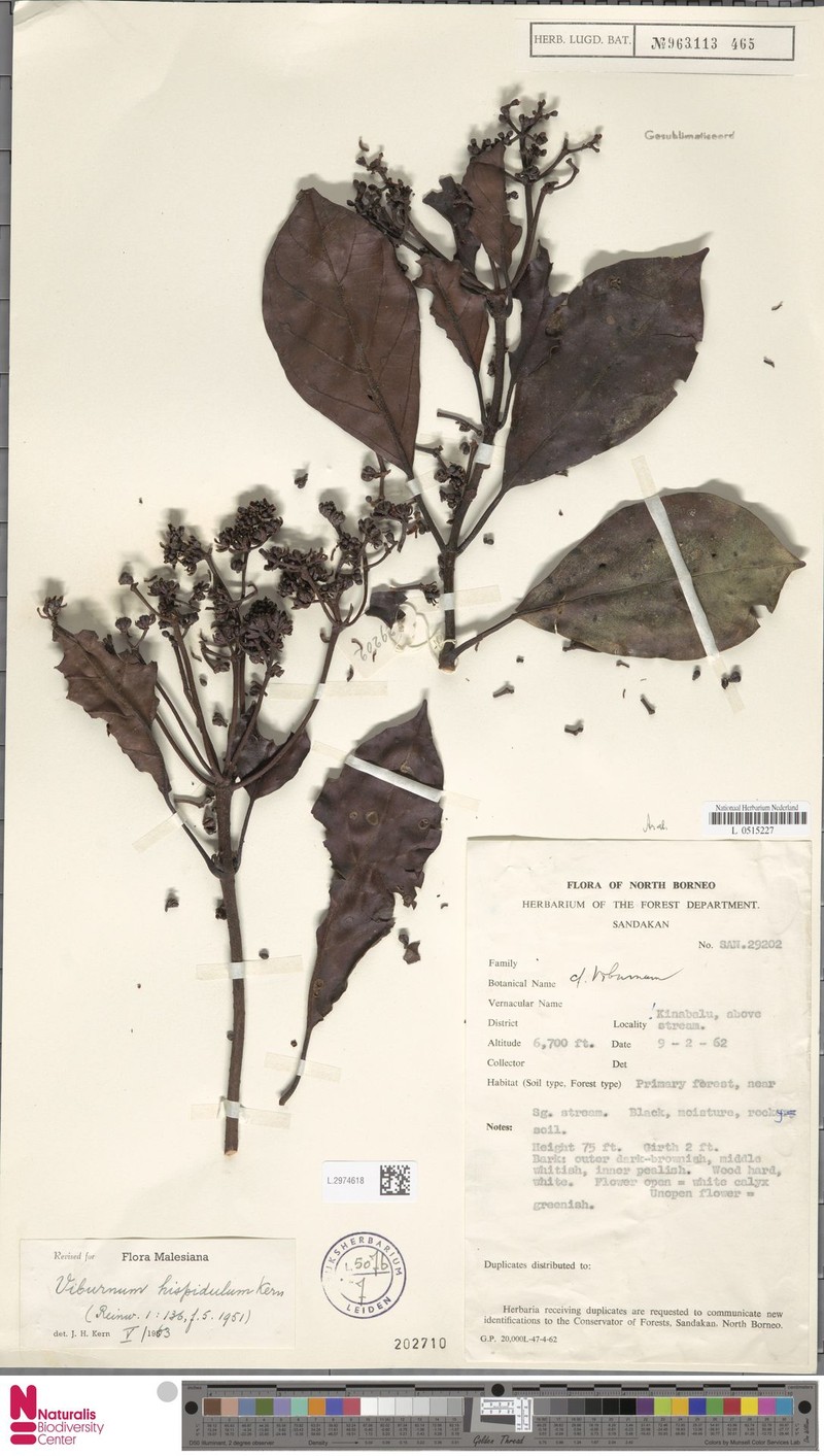 Viburnum hispidulum photo 7