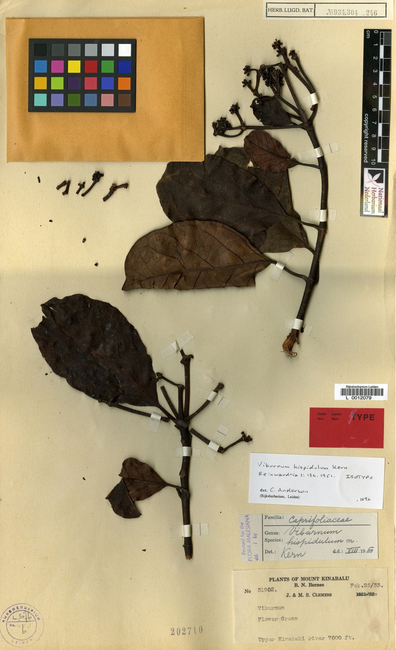 Viburnum hispidulum photo 8