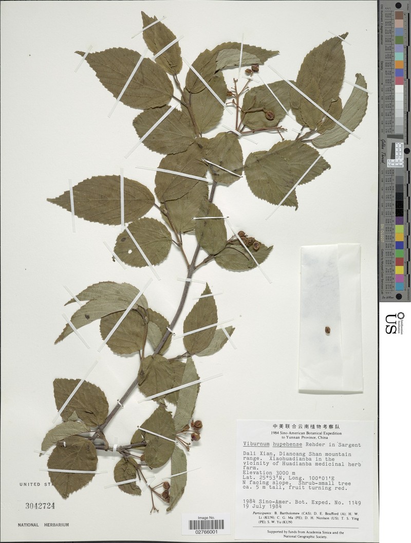 Viburnum hupehense photo 4