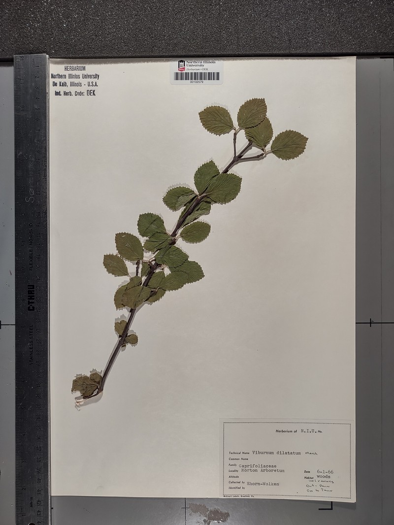 Viburnum hupehense photo 6