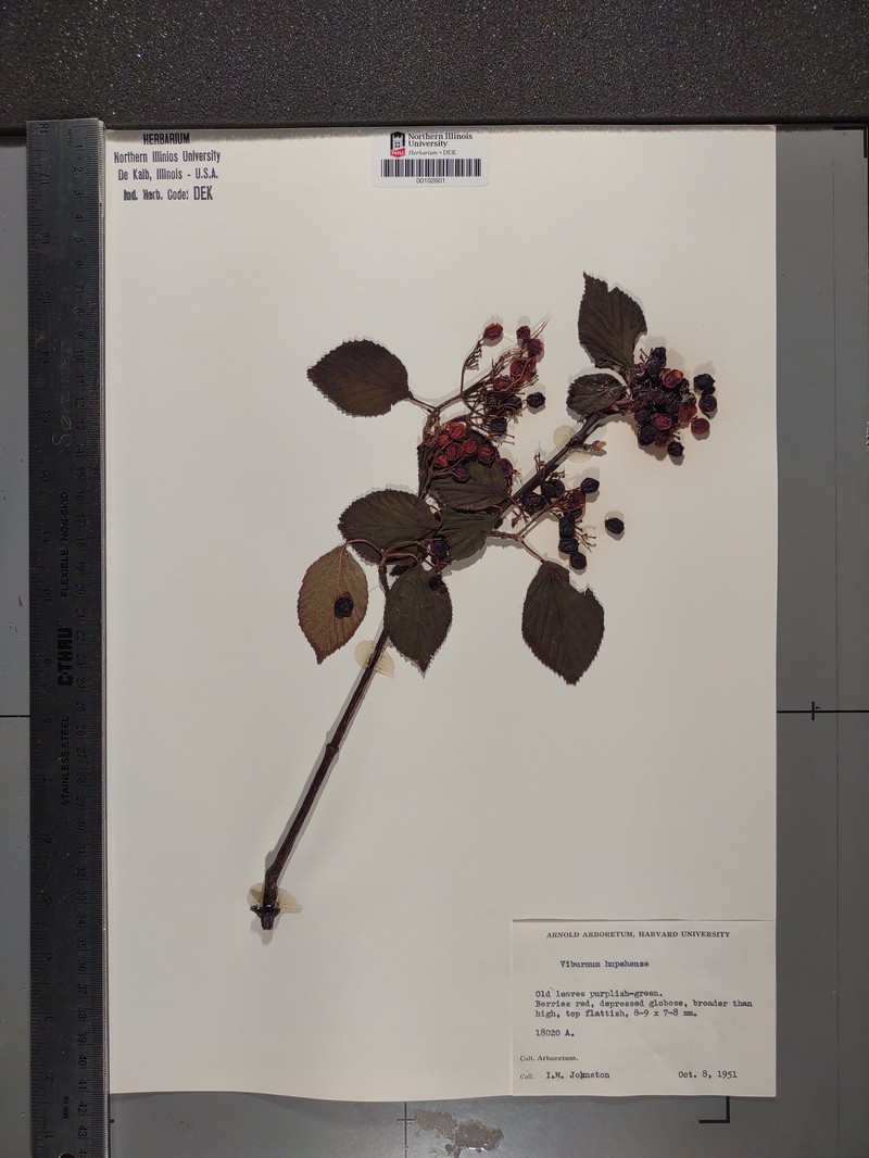 Viburnum hupehense photo 7