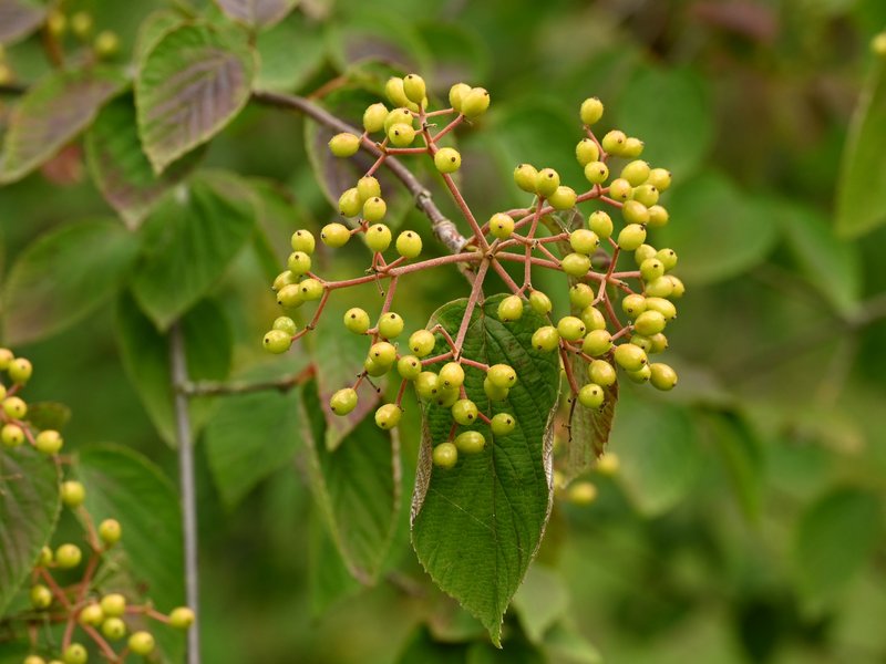 Viburnum hupehense