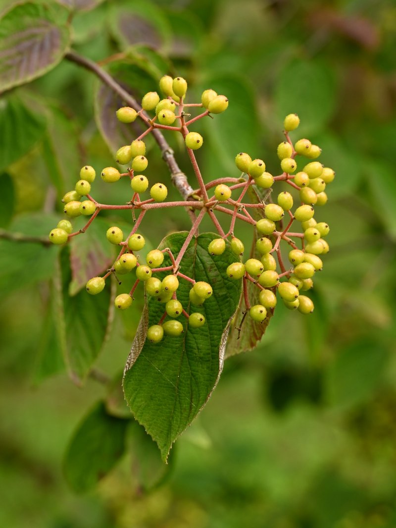 Viburnum hupehense photo 2