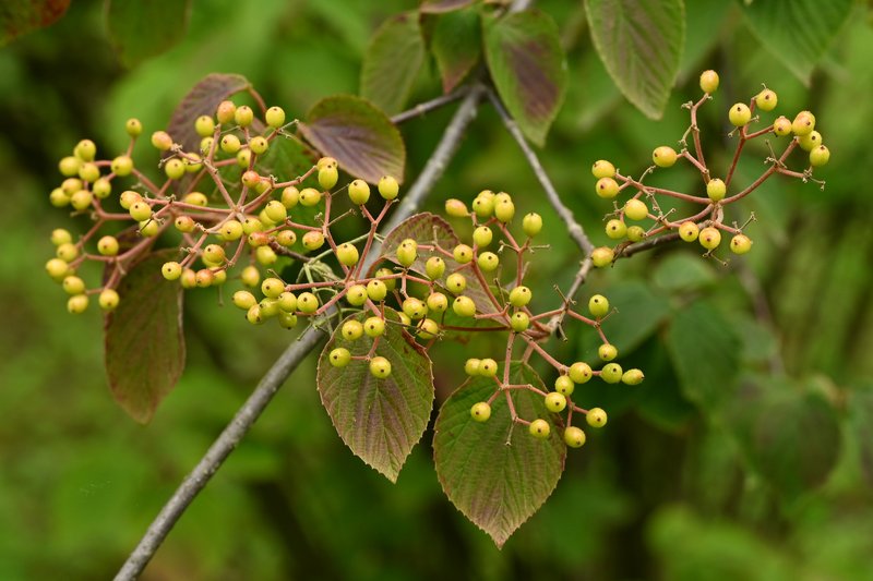 Viburnum hupehense photo 3