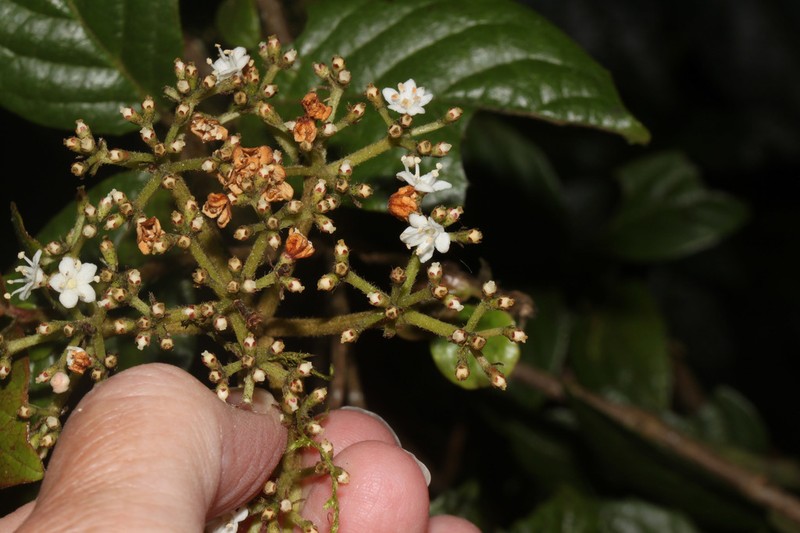 Viburnum incarum