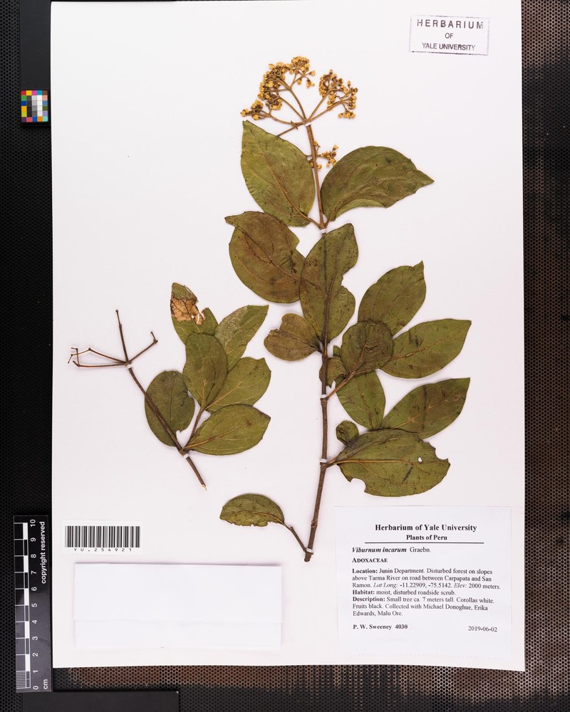 Viburnum incarum photo 2