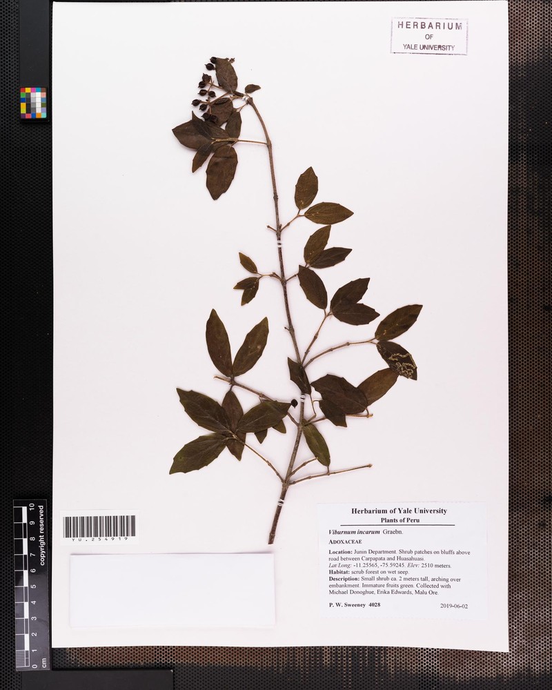 Viburnum incarum photo 3
