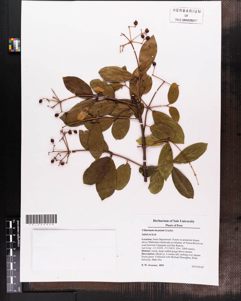 Viburnum incarum photo 4