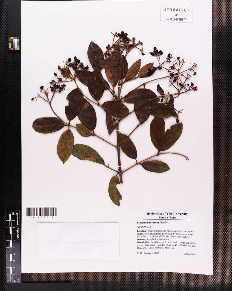 Viburnum incarum photo 5