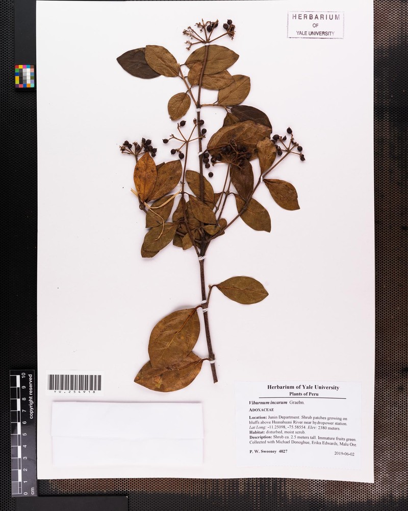 Viburnum incarum photo 6