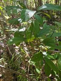 Viburnum inopinatum