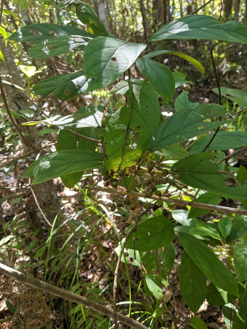 Viburnum inopinatum