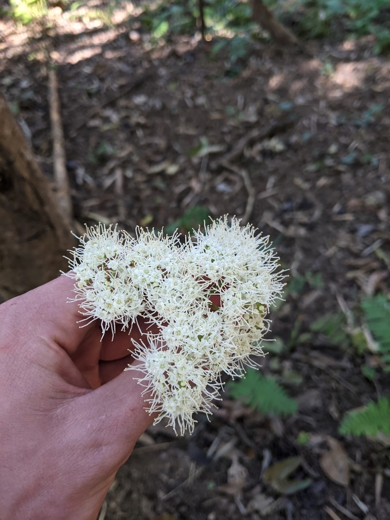 Viburnum inopinatum photo 2