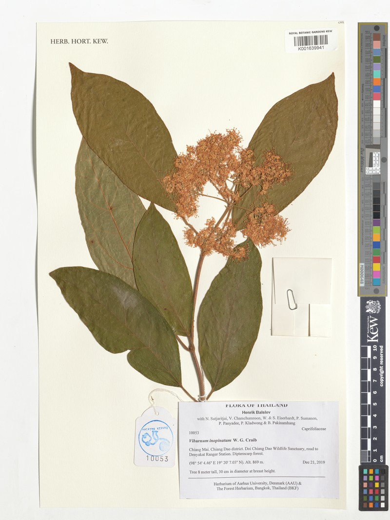 Viburnum inopinatum photo 3