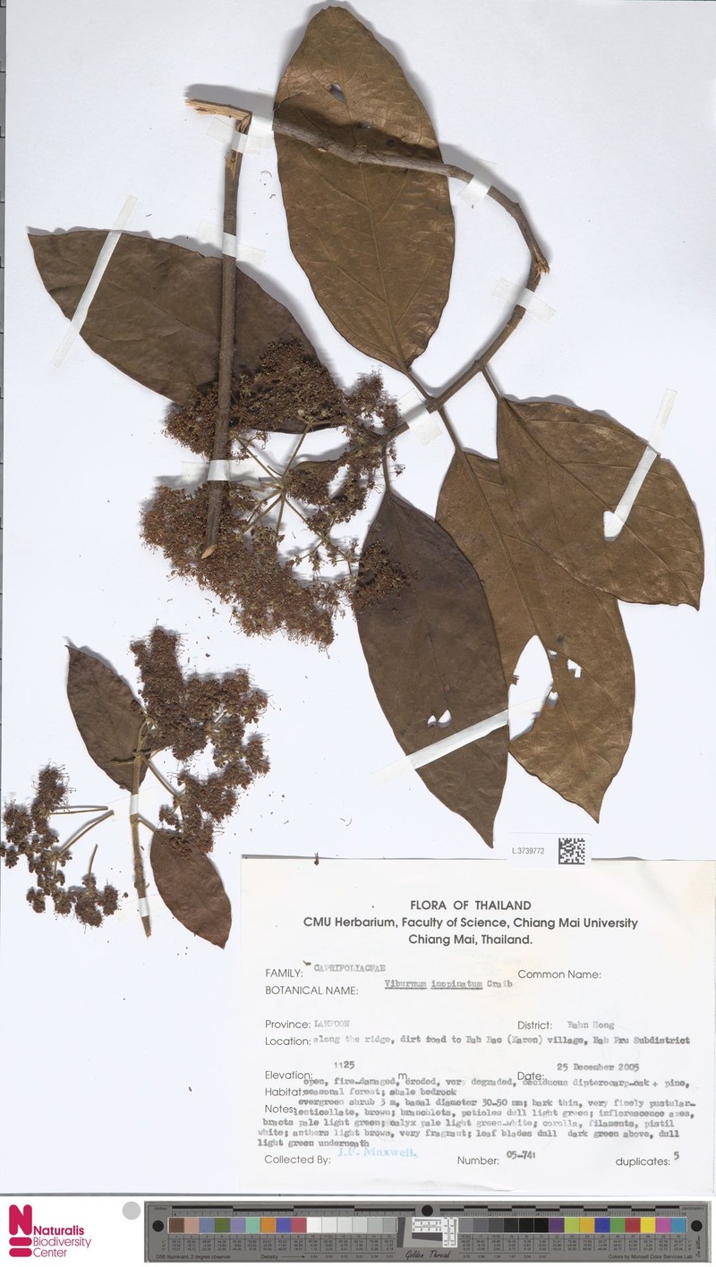 Viburnum inopinatum photo 4