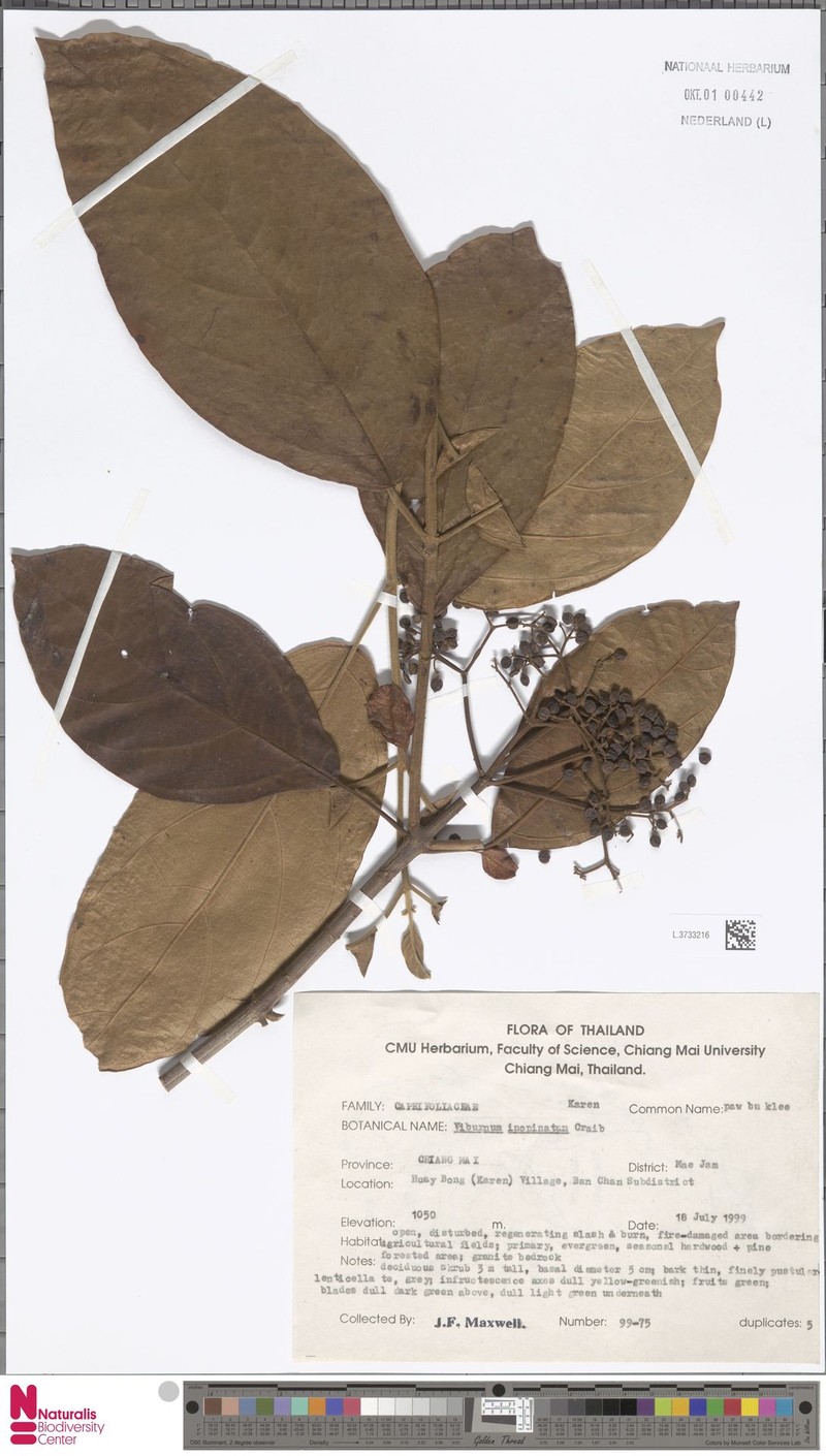 Viburnum inopinatum photo 5