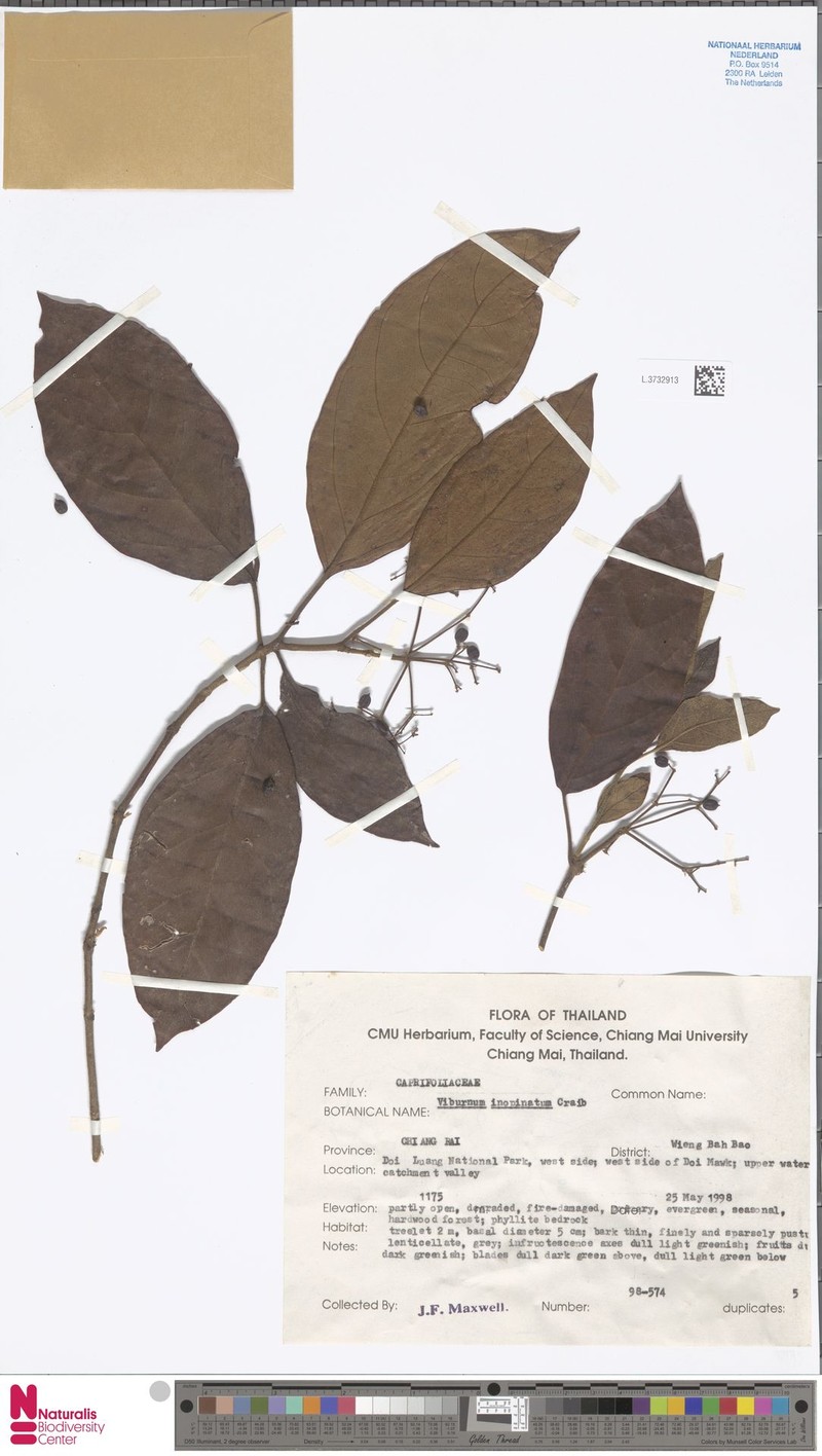 Viburnum inopinatum photo 6