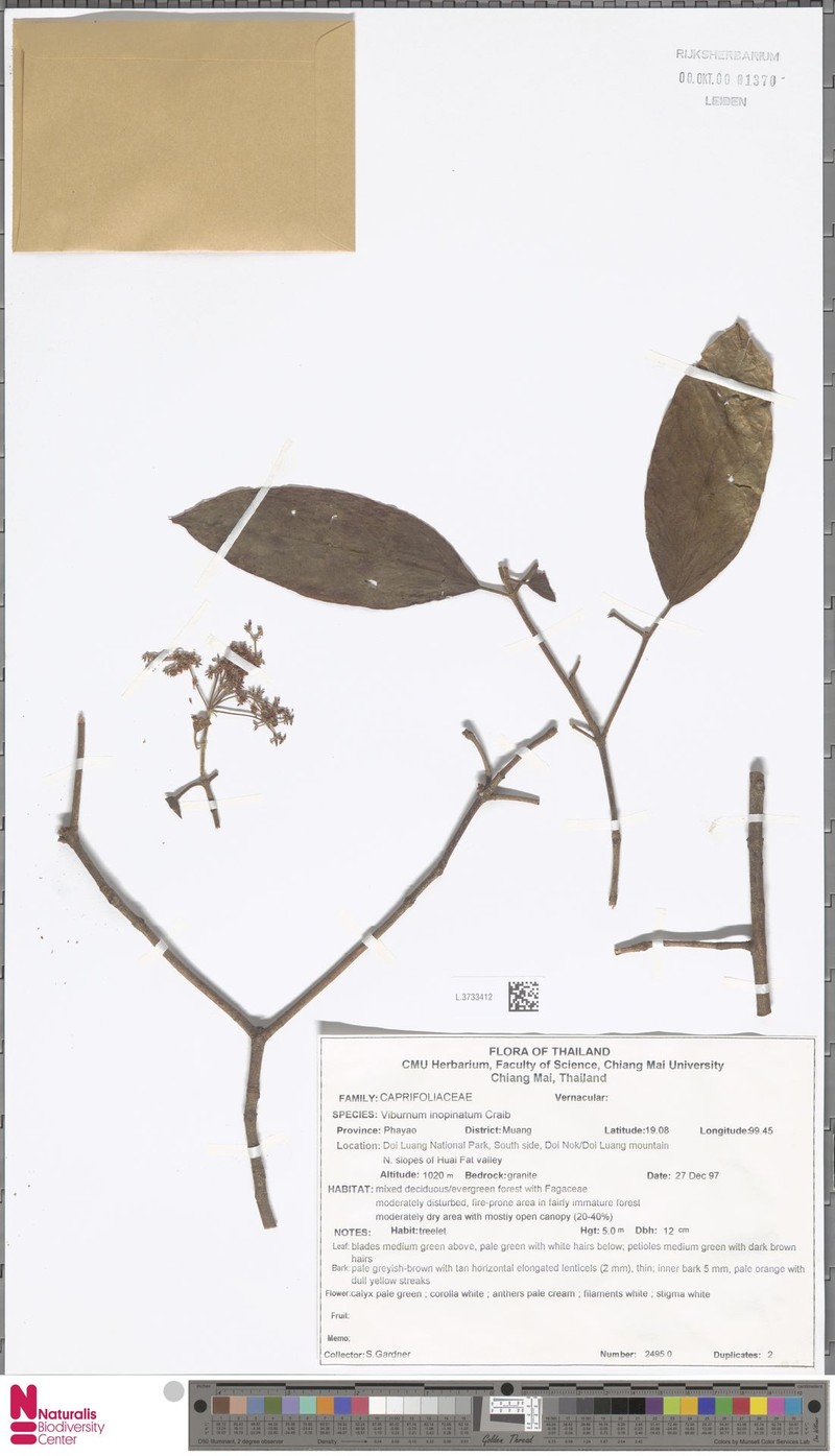 Viburnum inopinatum photo 7