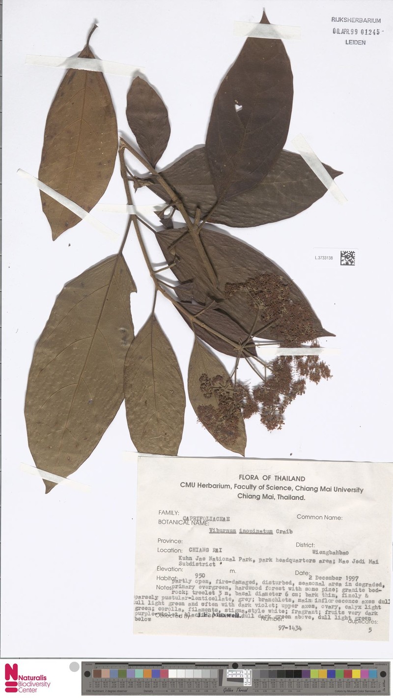 Viburnum inopinatum photo 8