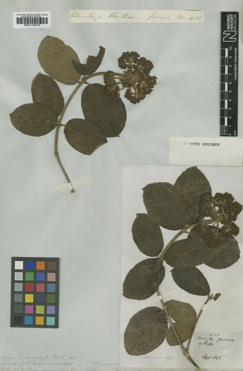 Viburnum jamesonii