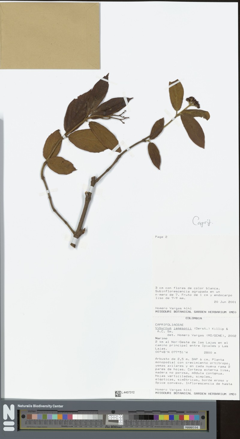 Viburnum jamesonii photo 2