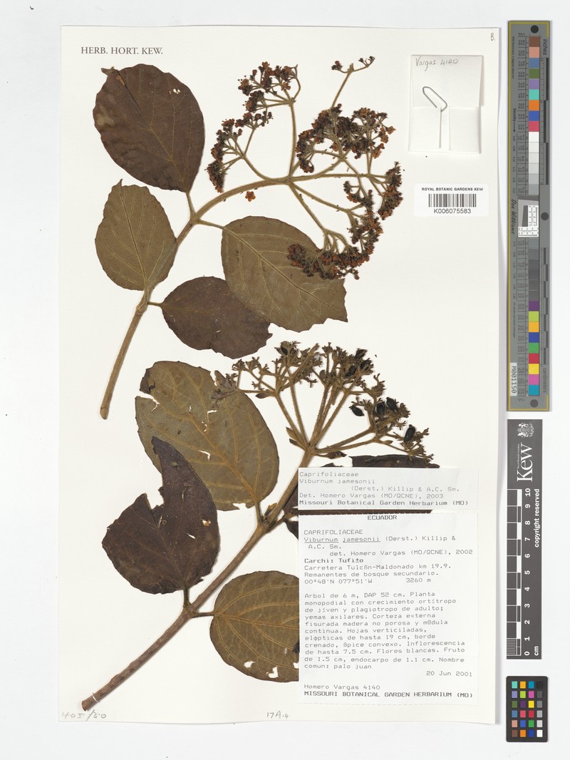 Viburnum jamesonii photo 3
