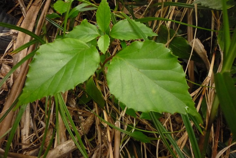Viburnum japonicum photo 2