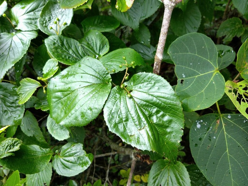 Viburnum japonicum photo 3