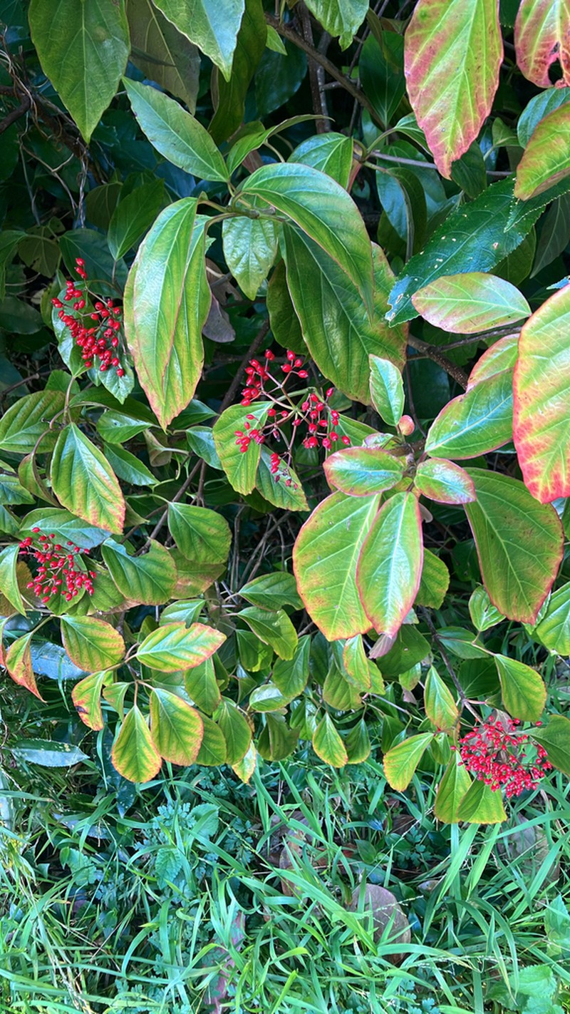 Viburnum japonicum photo 4
