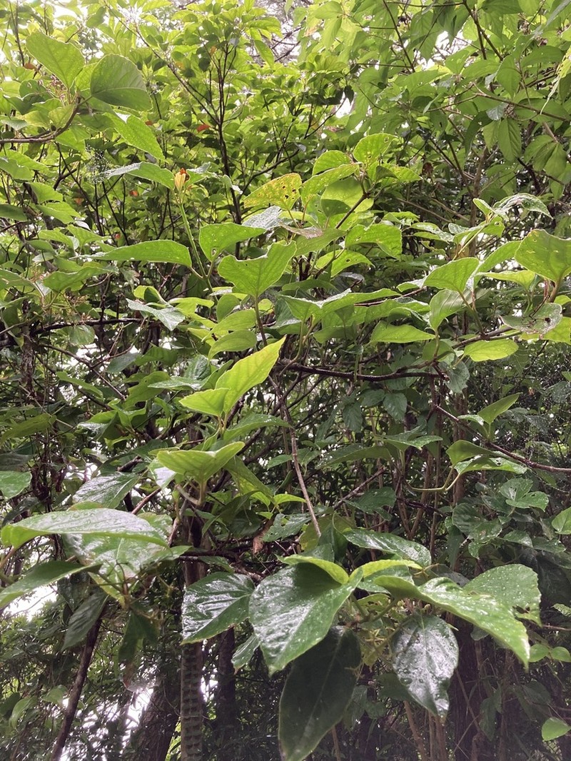 Viburnum japonicum photo 5